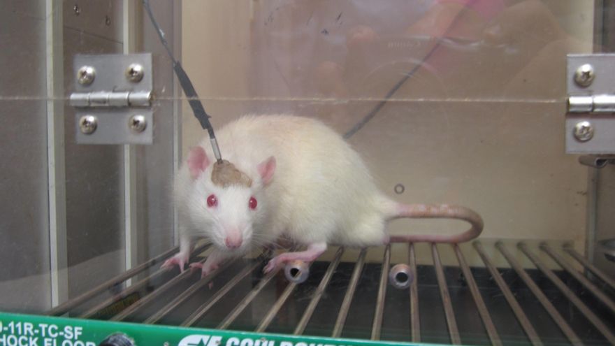 El uso de animales para investigación cae casi a la mitad en diez años