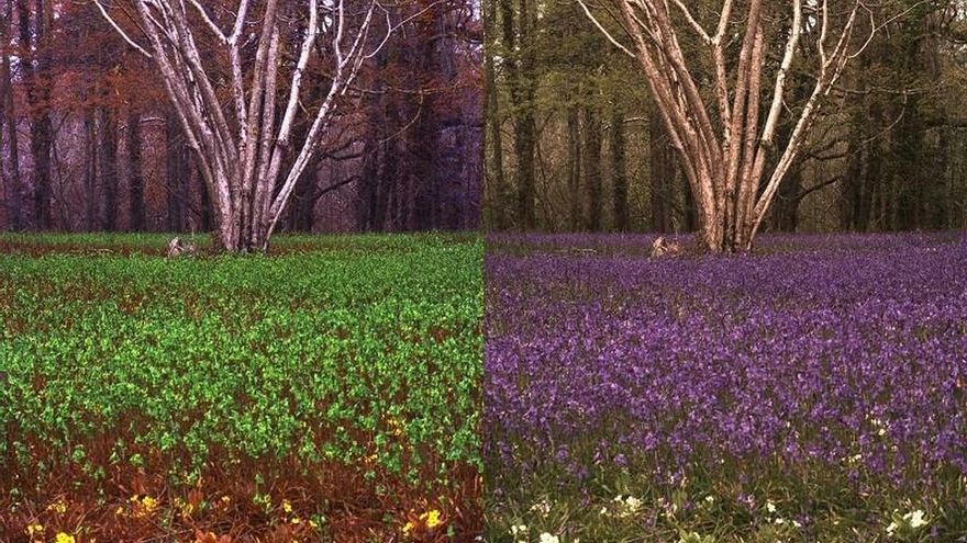 Fotografía cedida por Jolyon Troscianko donde se muestra un campo de campanillas como sería visto desde la perspectiva de un humano (i) y una abeja (d).