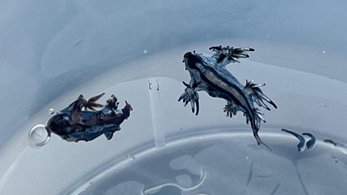 ¿Qué son los dragones azules que obligan a cerrar playas en verano?