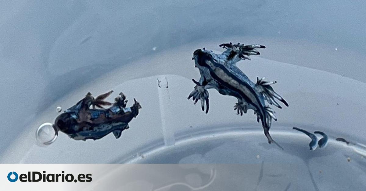 ¿Qué son los dragones azules que obligan a cerrar playas en verano?
