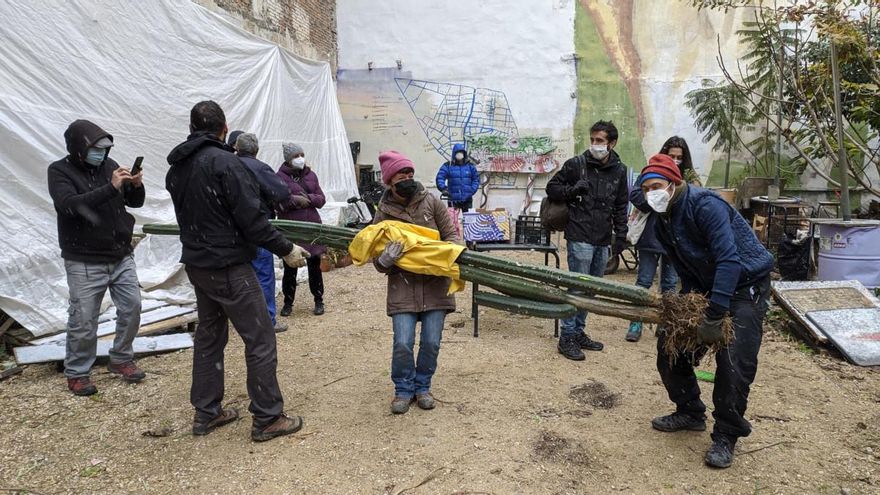 Salvando el cactus más grande del solar