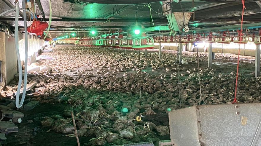 Más de 50.000 pollos ahogados en una granja por inundaciones en el sur de Tailandia