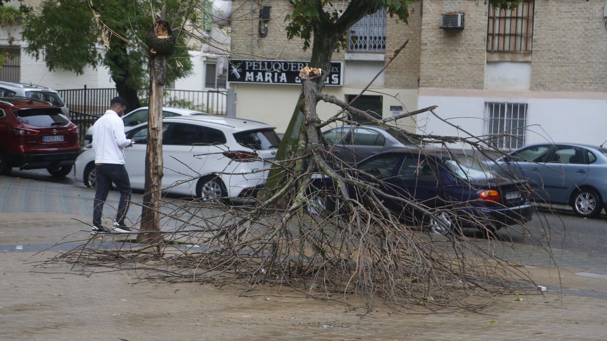 El temporal provoca las caídas de árboles, postes eléctricos y placas de una fachada en el Sector Sur
