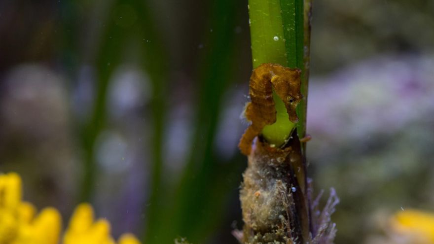 Caballito de la especie Hippocampus guttulatus en La Bota (Eivissa).