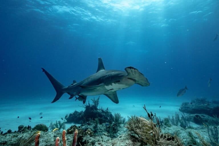 Tiburón martillo. Foto: cortesía Cristina Mittermeier