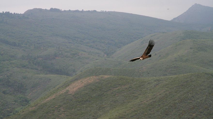 Monfragüe volverá a ser en 2024 referente del turismo ornitológico mundial