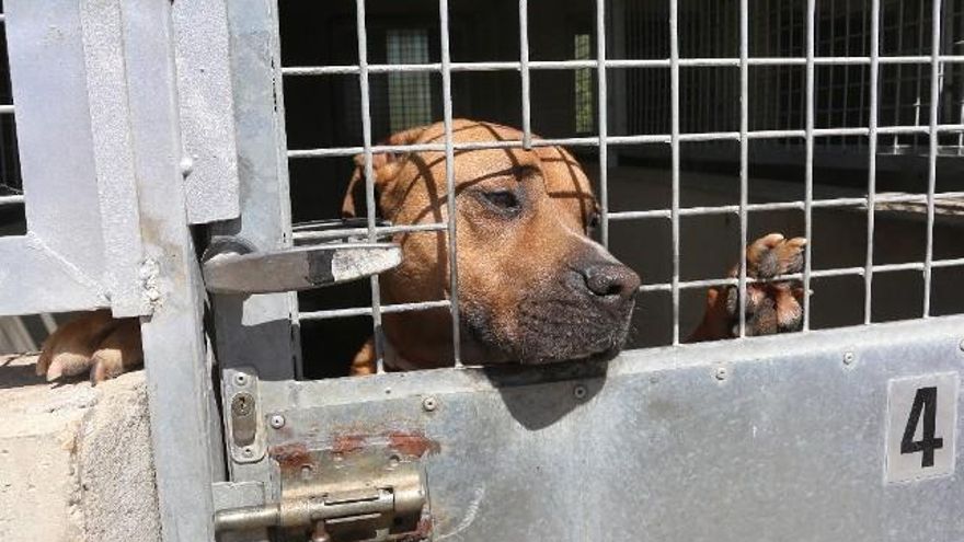 Pol, un mestizo de Pitbull, en el centro de acogida de animales de Palencia 'Scooby'. / Brágimo / ICAL