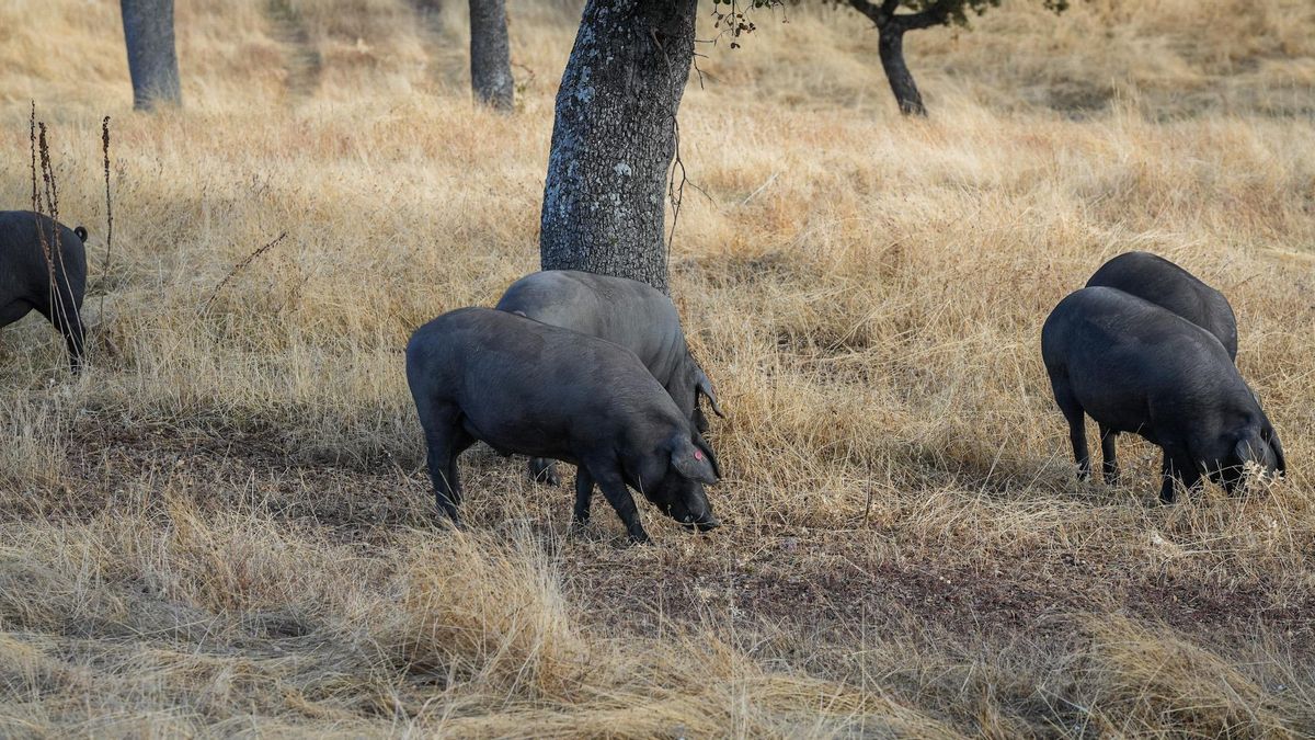 La DOP Los Pedroches llevará la modificación del pliego de Guijuelo al Contencioso Administrativo
