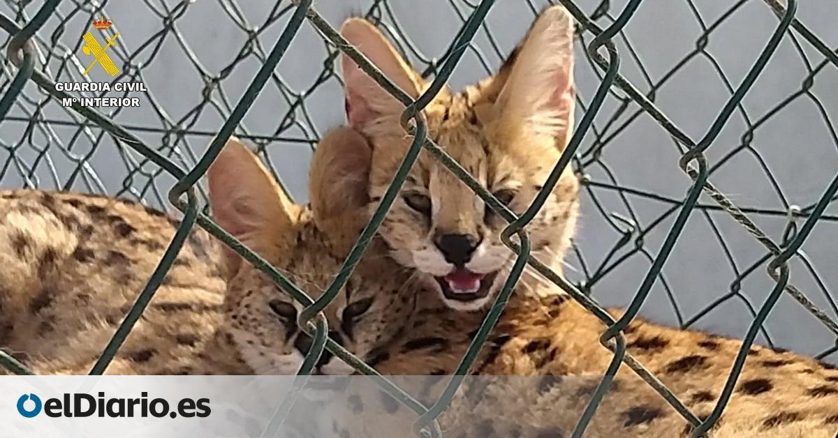Una operación contra el narcotráfico destapa la presencia de varios felinos salvajes africanos introducidos en Gran Canaria de forma ilegal