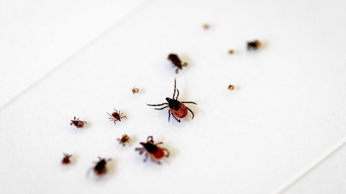 Sanidad intensifica las medidas contra mosquitos y garrapatas ante su incremento en la provincia de Guadalajara