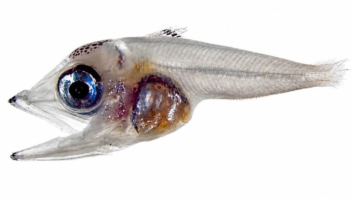 Larva de atún rojo del sur (Thunnus maccoyii) | IEO-CSIC.