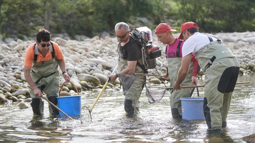 Operarios durante el traslado y rescate de peces en el río Pas, uno de los afectados por la sequía, en Corvera de Toranzo.