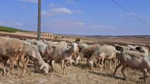 Ayudas para ganaderos de ovino y caprino