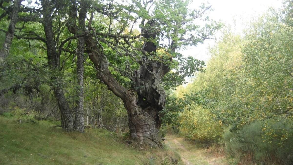 Ruta de los Tejos de Rioscuro.