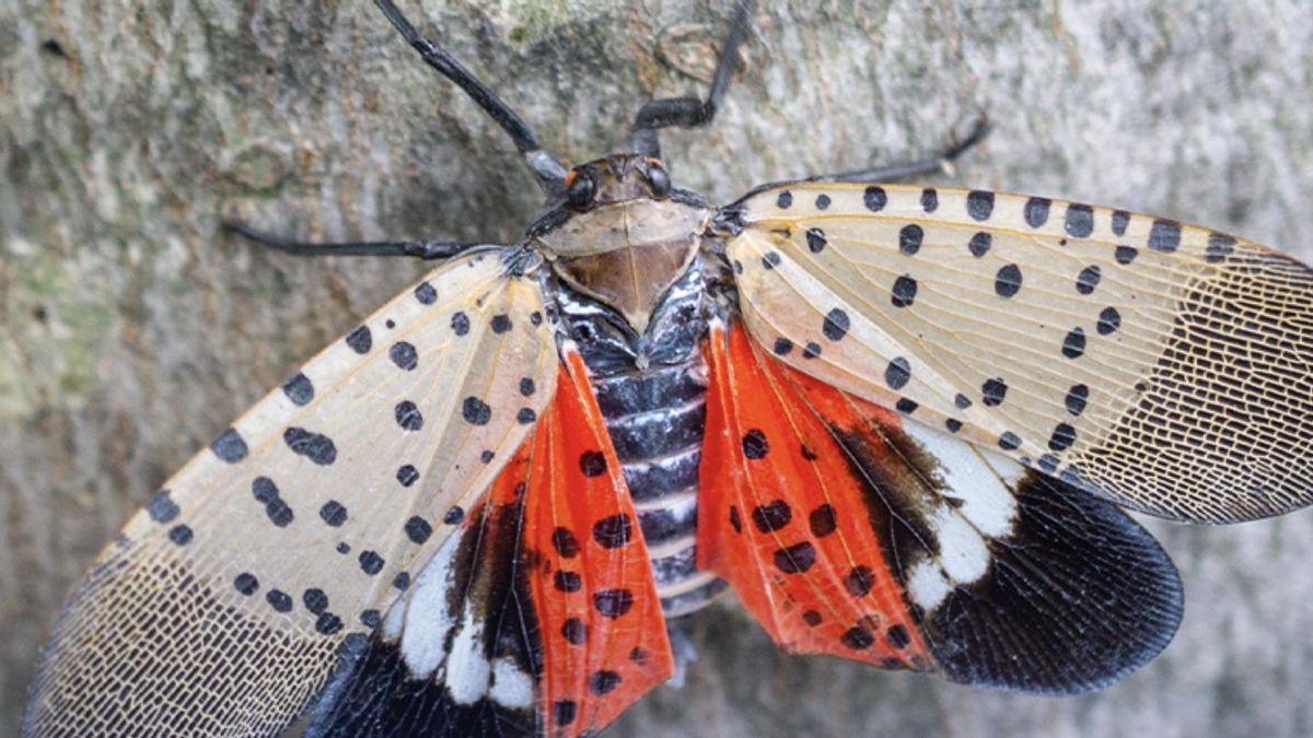 La amenaza de una plaga de las molestas moscas linterna planea sobre el US Open y preocupa a las autoridades en Nueva York