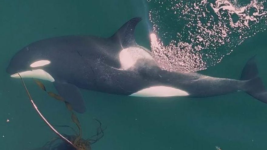 Las orcas también fabrican "herramientas" para acicalarse y masajearse
