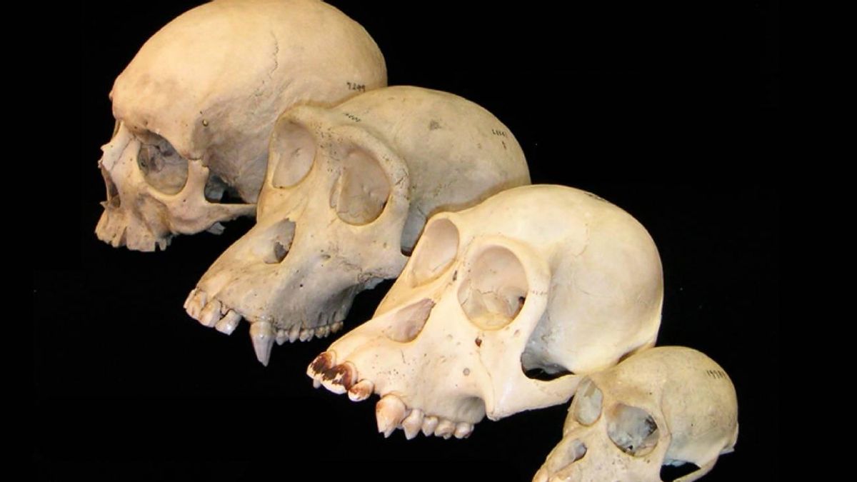 El cerebro de los primates creció más tarde que el cuerpo y tuvo un aumento mayor de lo esperable
