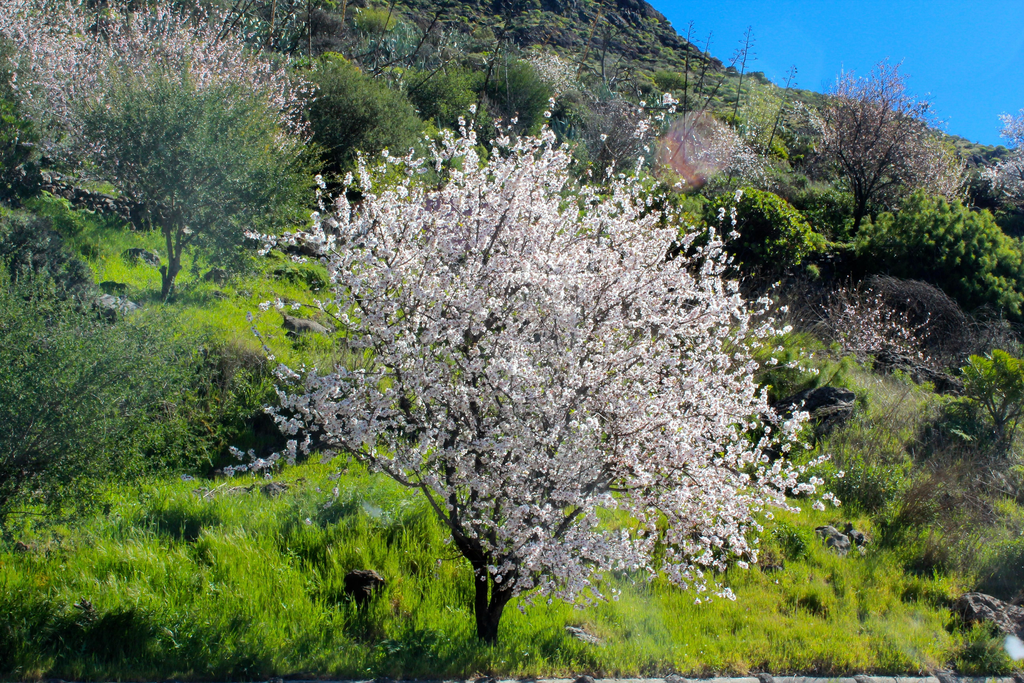 Almendro en Flor en Gran Canaria. Foto: Cirenia Vico