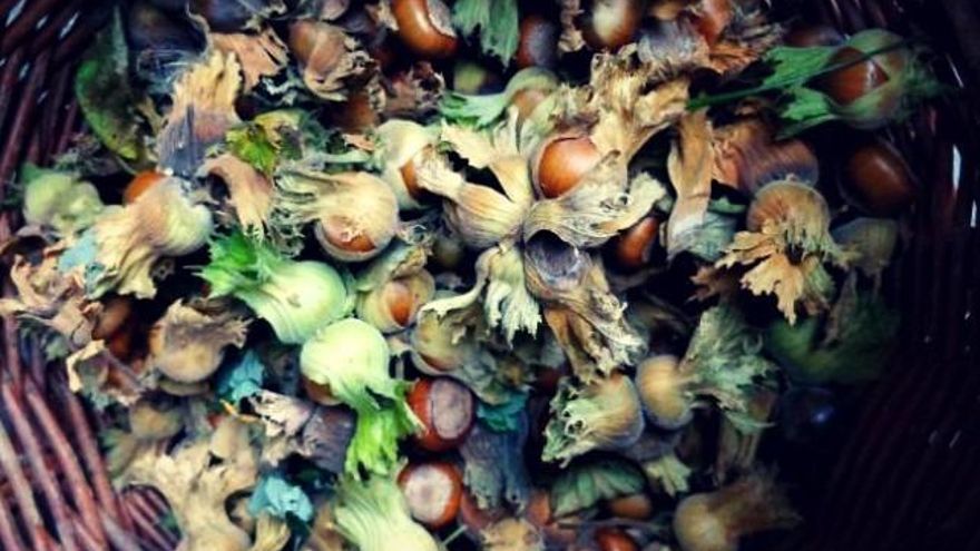 Avellanas recién recolectadas este año.