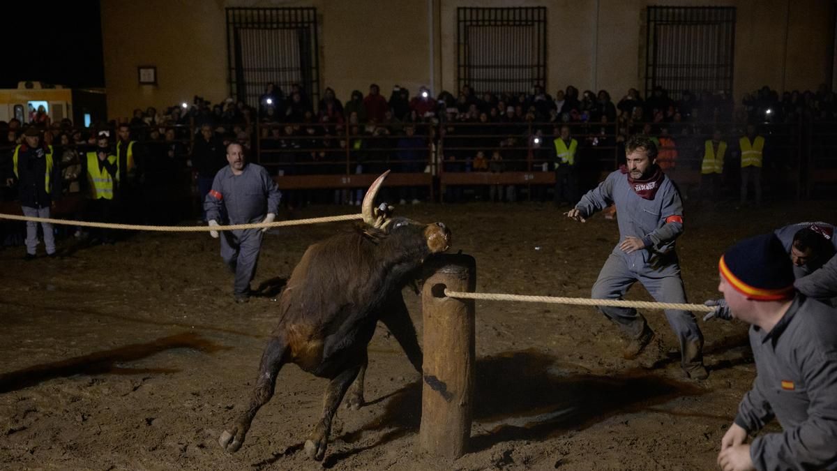 Pacma formaliza su demanda contra el Toro Jubilo de Soria