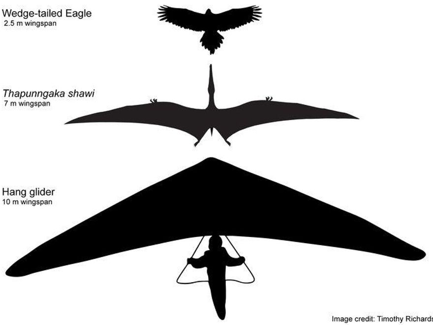 Esquema hipotético de Thapunngaka shawi con 7 m de envergadura, junto a un águila de cola de cuña (2,5 m de envergadura) y un ala delta (10 m de "envergadura")