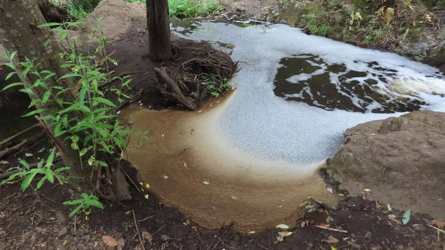 El barranco grancanario de Azuaje, una Reserva Natural Especial, afectado por un "grave vertido químico", según ecologistas