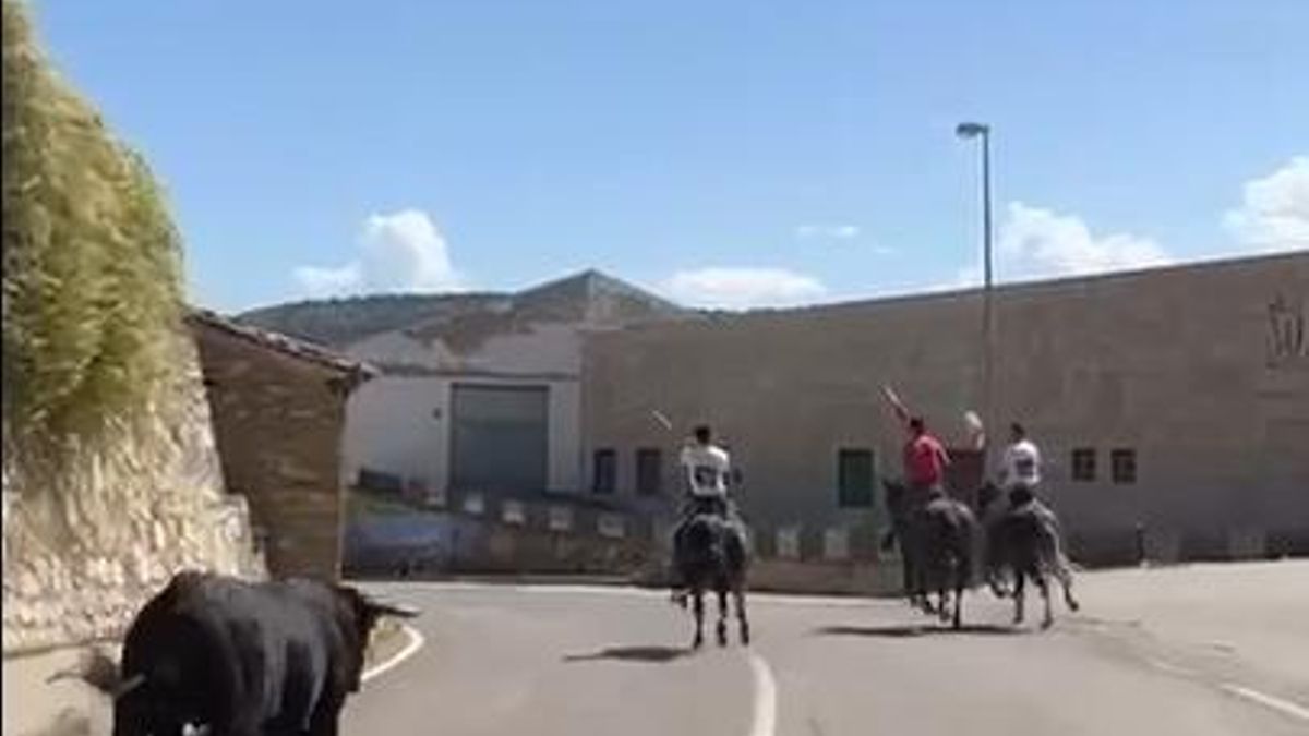 Un toro salió del circuito previsto en el encierro por el campo de Cañete (Cuenca) y corrió durante medio kilómetro por el casco urbano, fuera de la muralla, hasta ir a parar a la N-420