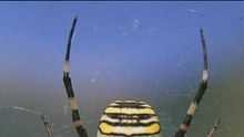 Una de las especies protagonistas del estudio, Argiope bruennichi
