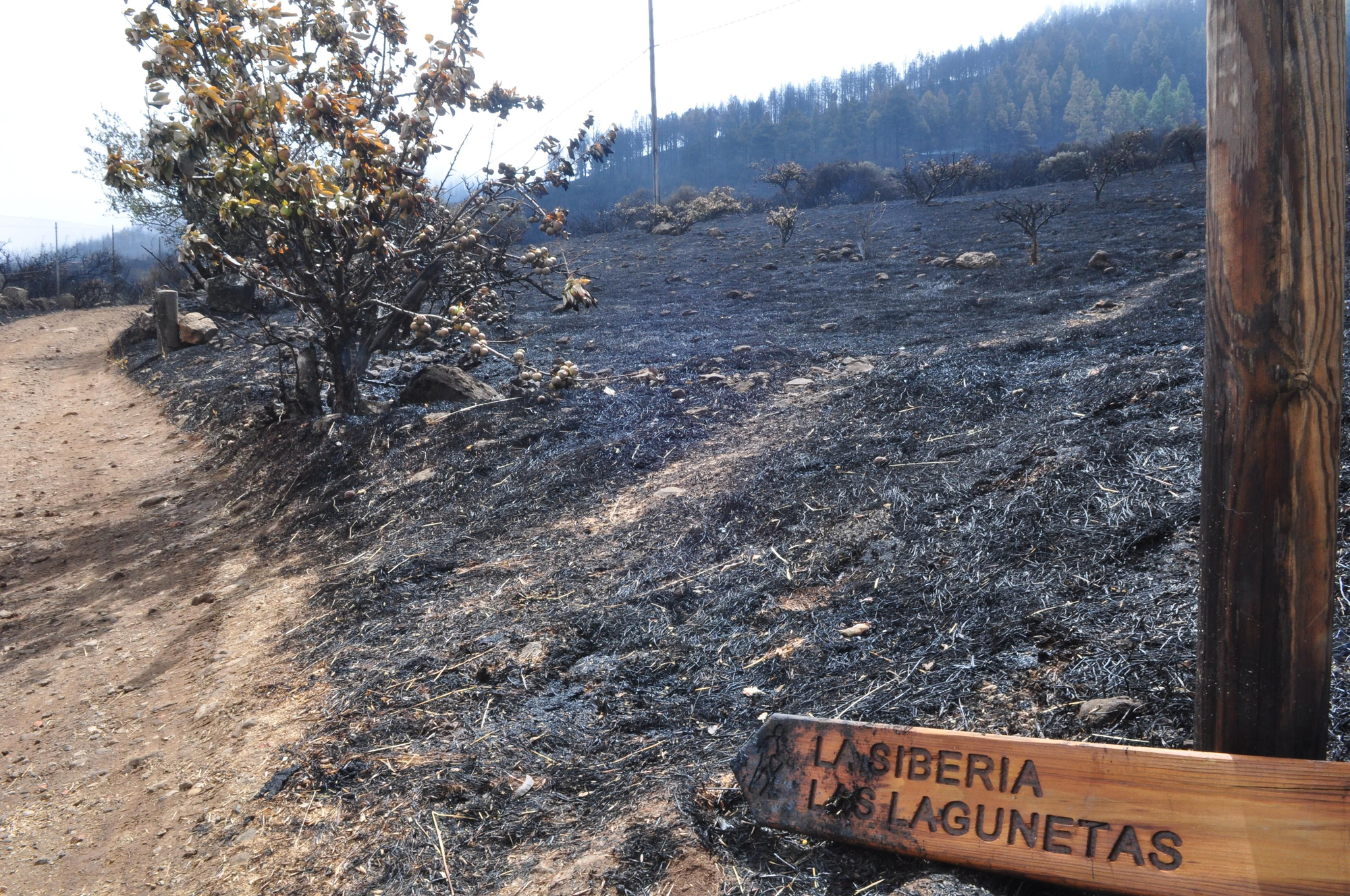 Zona de Las Lagunetas arrasada por el fuego