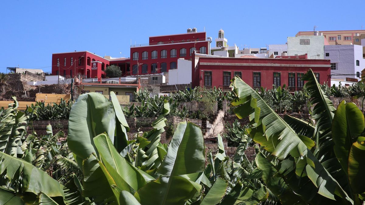 Plataneras junto al Área recreativa 'Huertas del Rey', en Gáldar