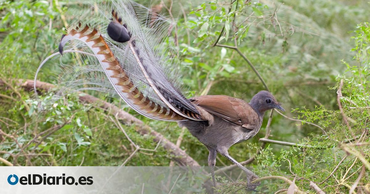 Hallado en Australia el fósil de un ave cantora extinta de hace 17 millones de años