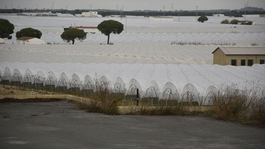 Los agricultores que respaldaron al PP presionan para que presente de urgencia la ley que legaliza regadíos en Doñana