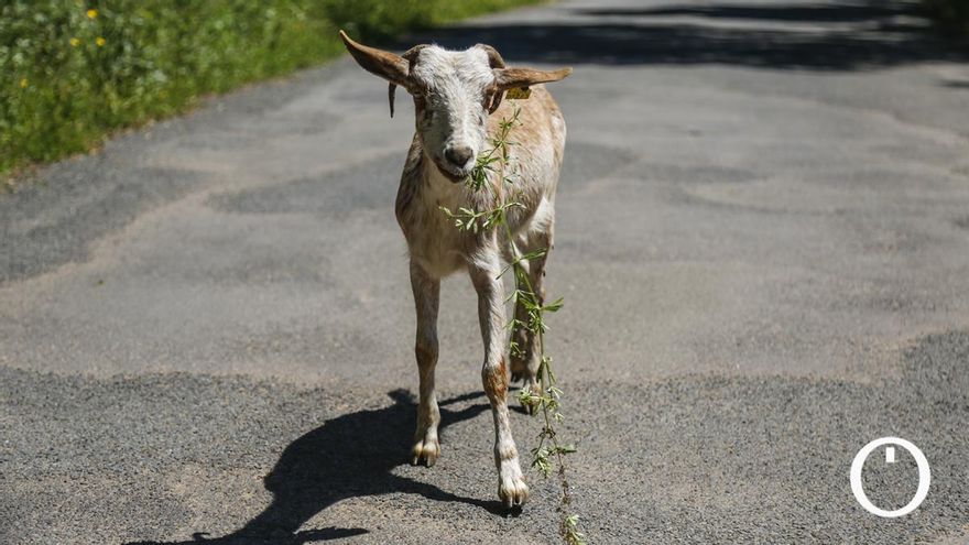 Rebaño de cabras en labores de prevención de incendios