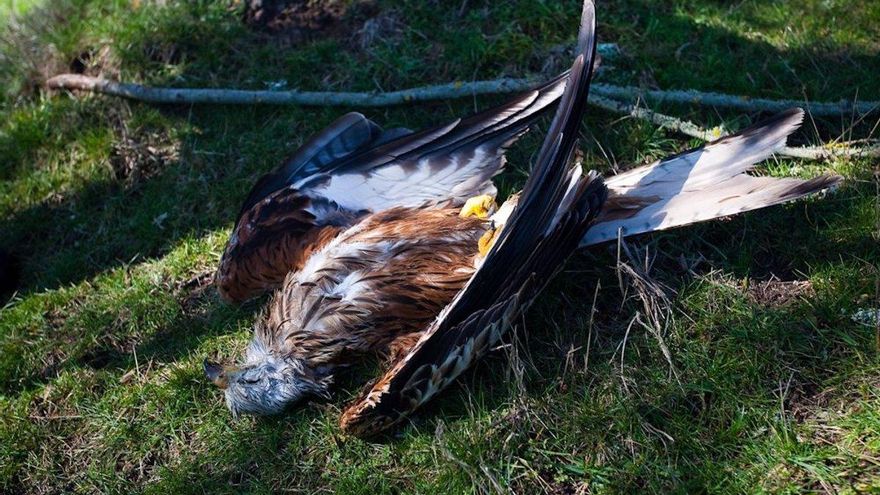 Imagen de un milano envenenado