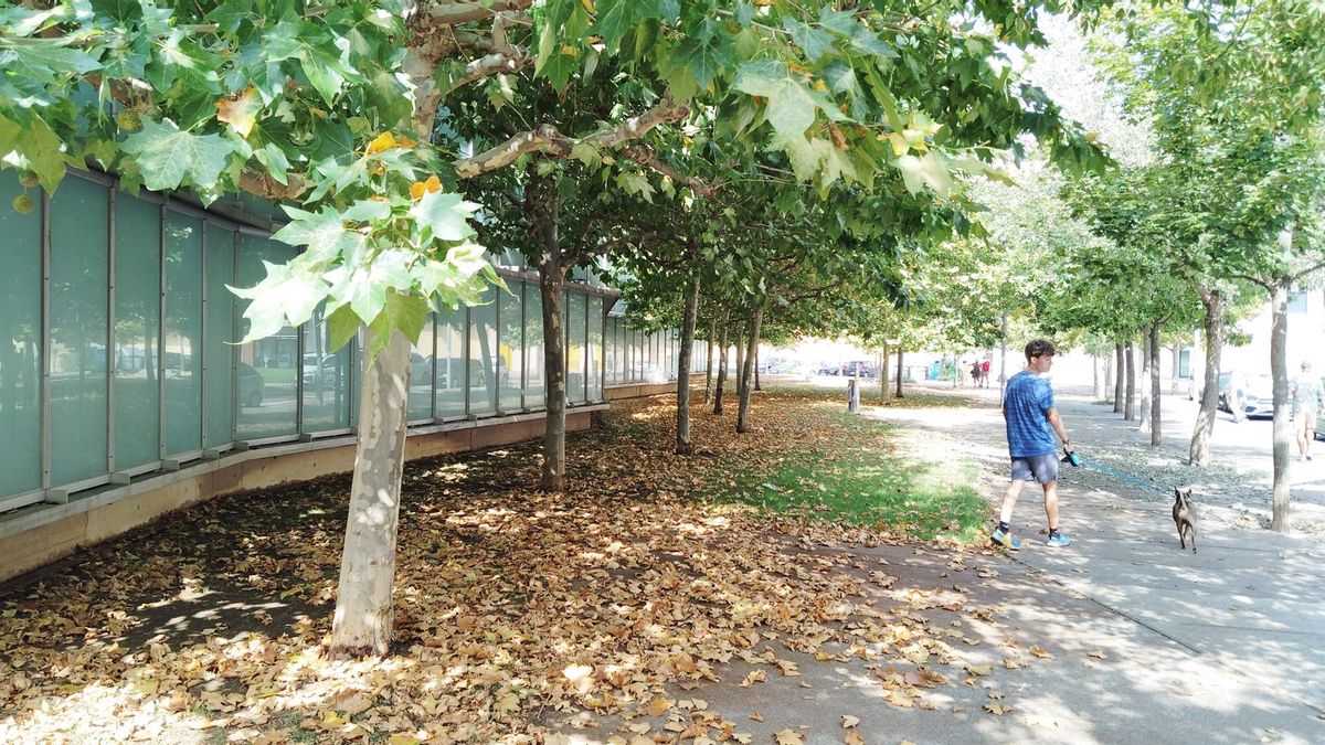 Hojas caídas por el calor en la parte trasera del Musac.