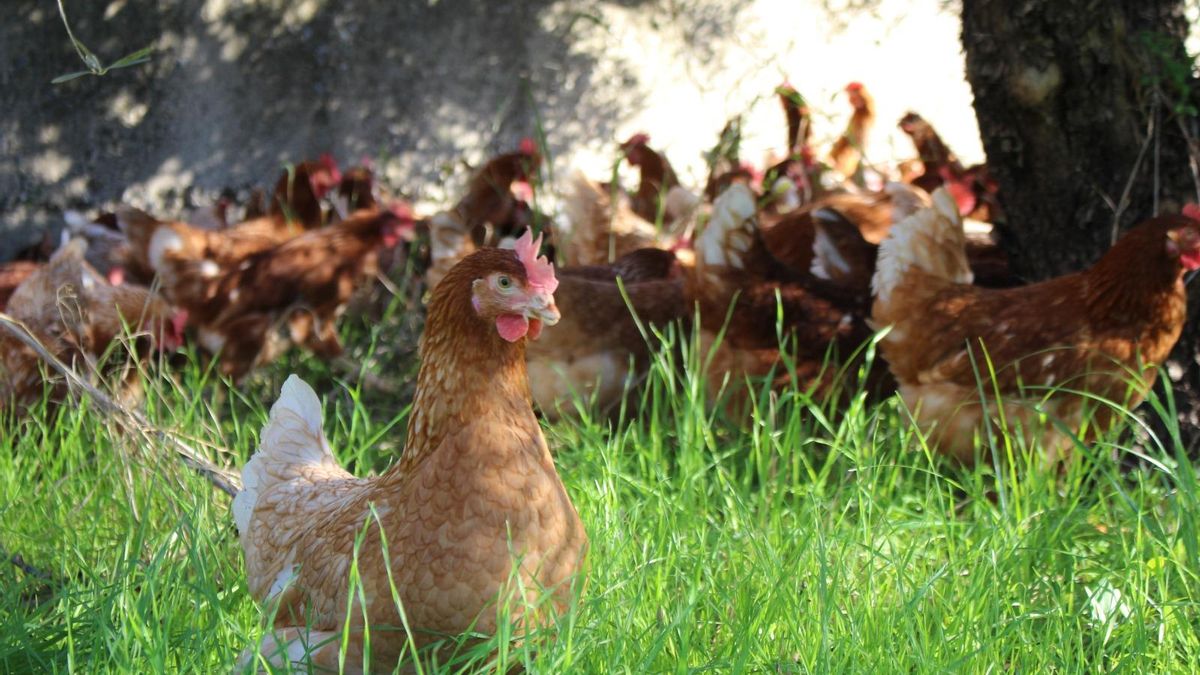 Gallinas de la Granja A Huevo