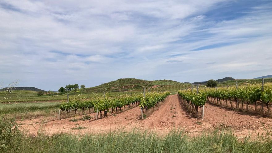 Admitidas 559 solicitudes de cosecha en verde en La Rioja, tres veces menos que el año pasado