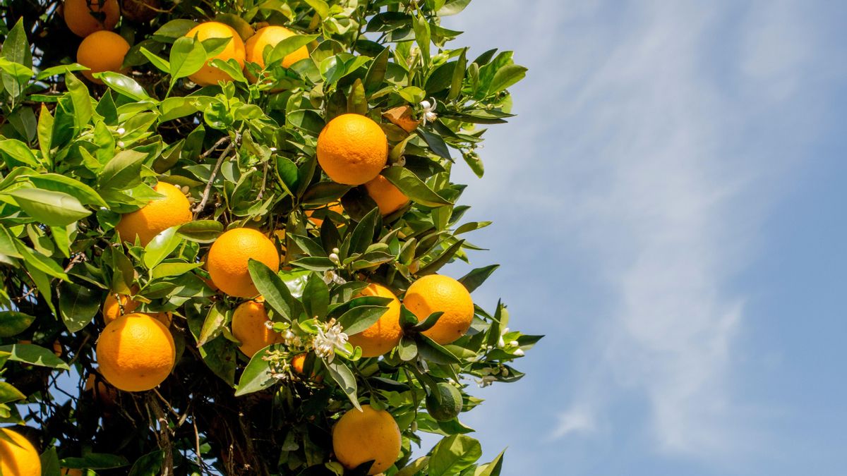 Los picos de azúcar en sangre después de tomar zumo de naranja se han presentado como problemáticos.