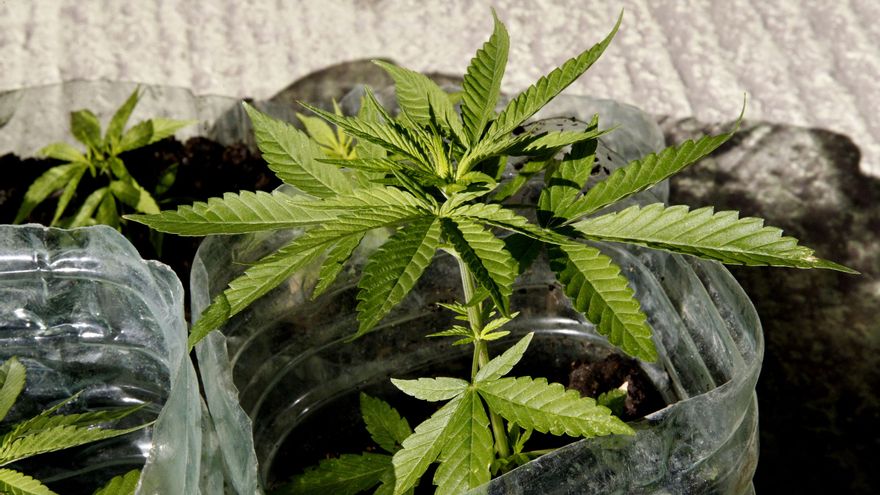 Barcelona se prepara para precintar clubes cannábicos tras el revés judicial a su regulación