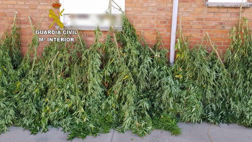 Marihuana intervenida en una operación de la Guardia Civil.