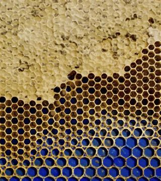 Al enfrentarse a huecos demasiado pequeños, grandes o desproporcionados, los insectos modifican con cera y ángulos