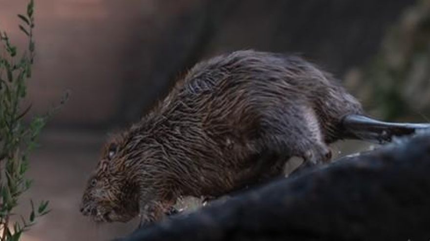 El castor aparece en el Guadalquivir y todo apunta a un 'bombardeo' ilegal que ha creado su tercera colonia en España