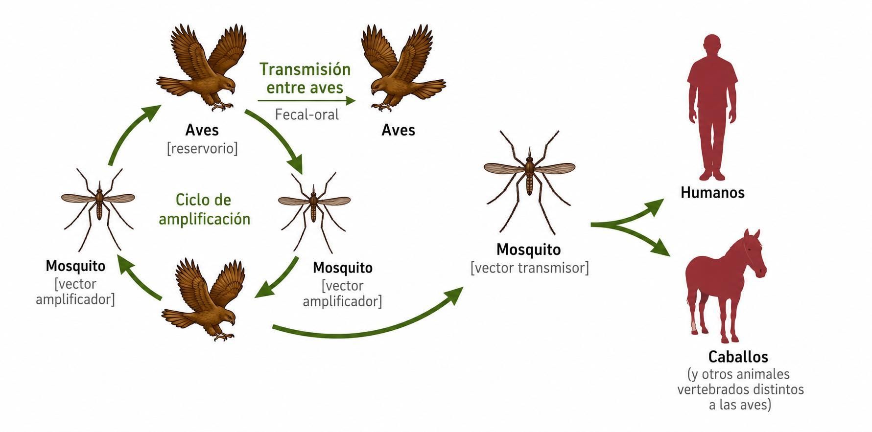 Ciclo de transmisión del VNO (virus del Nilo Occidental)