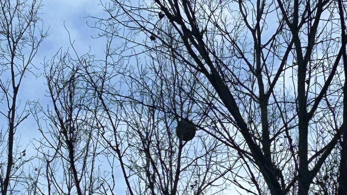 Nido de avispa asiática en Logroño