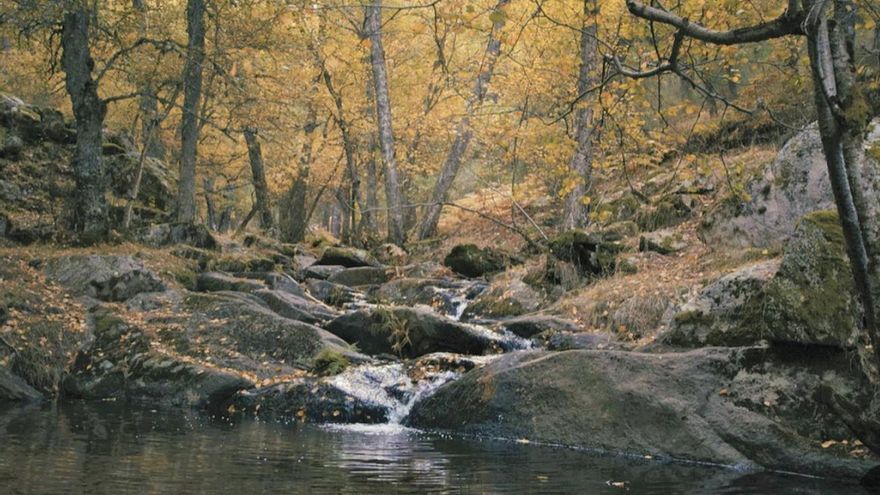 Una ruta por un bosque de tejos centenarios cerca de Madrid que puedes hacer con niños