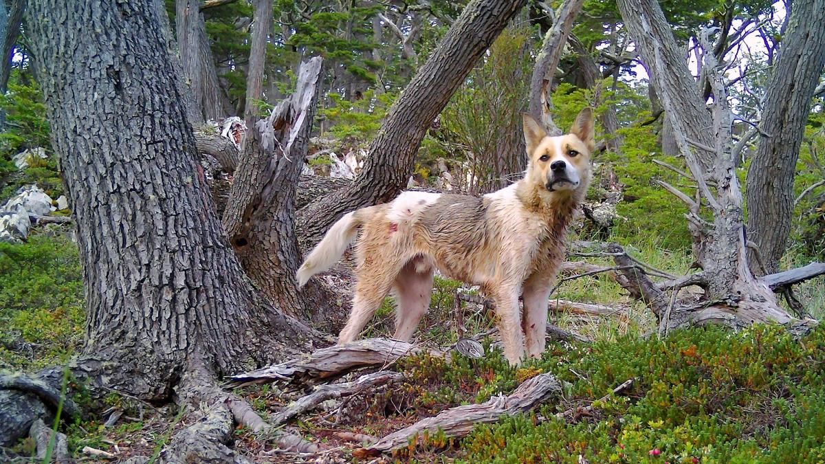 Chile: expertos advierten que los perros que afectan a la fauna y ganadería van más allá de los asilvestrados