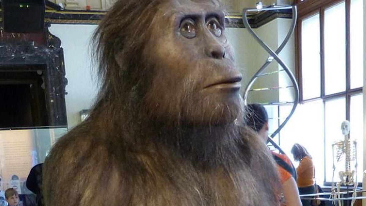 Australopithecus afarensis