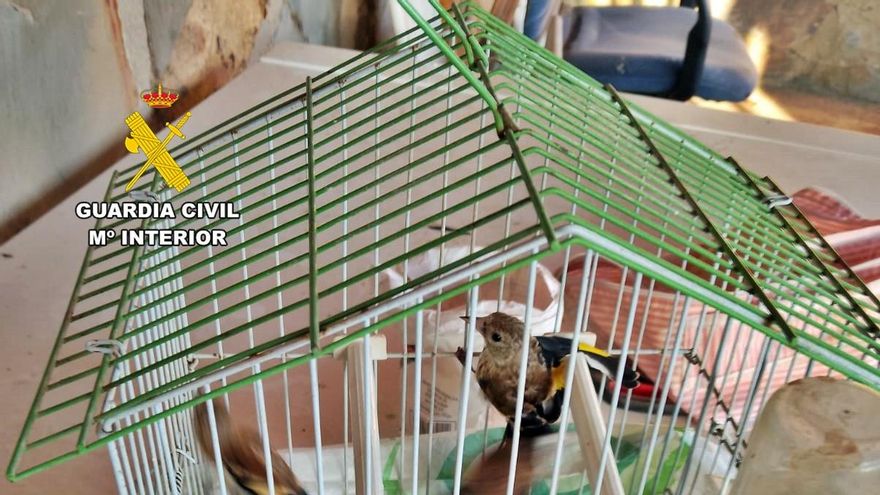 Sorprendido en Badajoz cuando cazaba pájaros con jilgueros enjaulados como reclamo