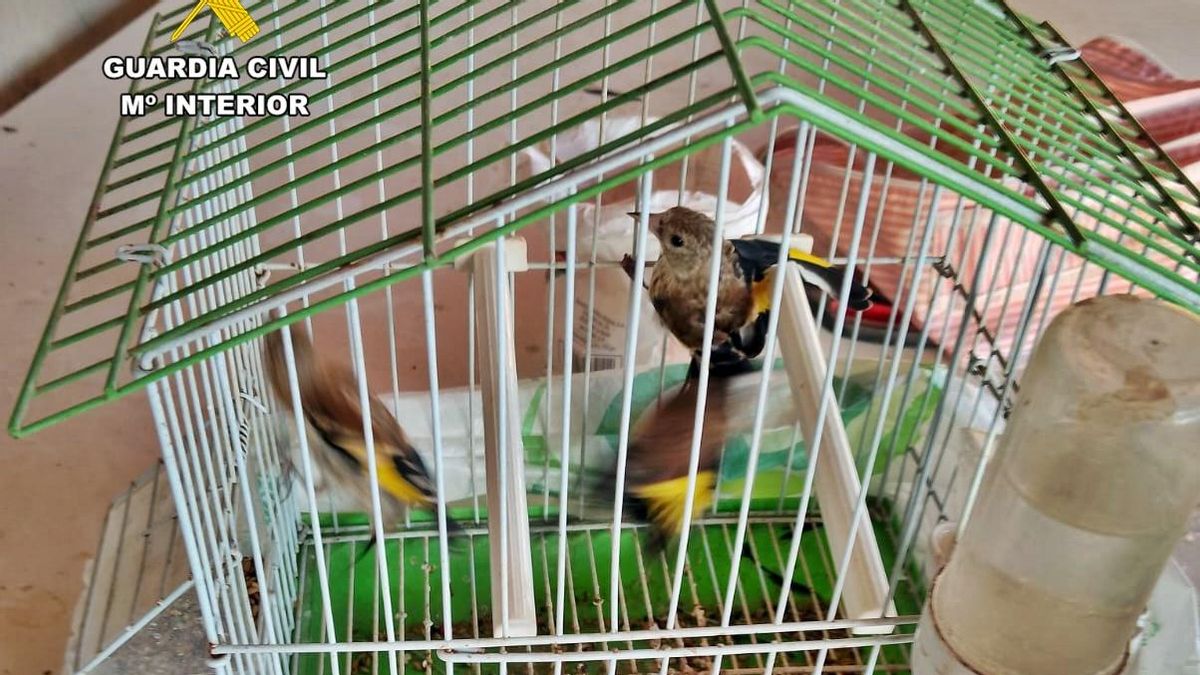 Jaula con jilgueros machos utilizados como reclamo para atraer a las aves