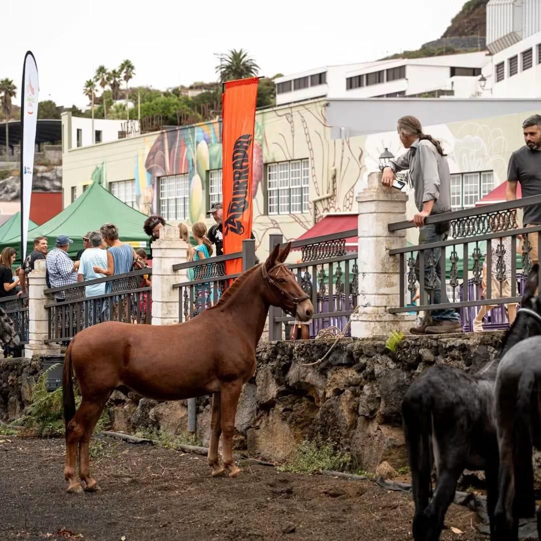 Villa de Mazo reúne a unas 150 personas en la primera edición de La Burrada.